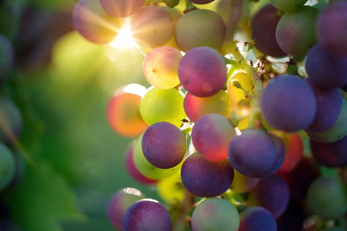 grapes-3550733_960_720.jpg healthy food